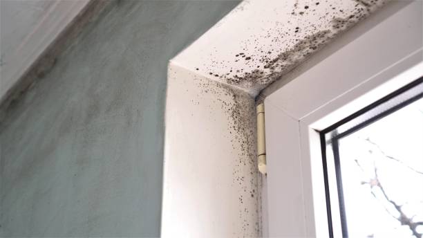 Best Residential Mold Removal  in USA